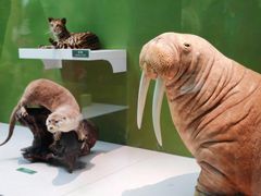 -国家自然博物馆