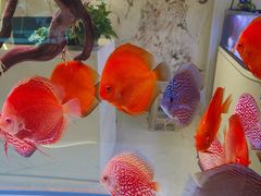 -青石桥花鸟鱼虫市场(叠翠城店)