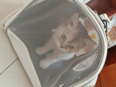 -艾贝尔宠物医院 ·内科全科(梁溪路店)