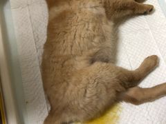 -致善宠物医院(体育路店)