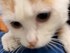 -瑞派康怡24h宠物医院·犬猫医疗中心·微创绝育(瑞景分院)