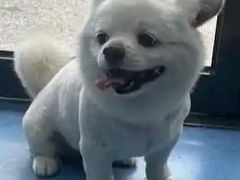 -博特宠物医院24h犬猫全科.骨科·异宠