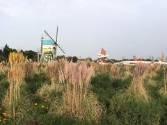-荷兰花海
