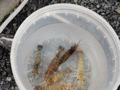 -DGE季风钓虾营地·团建·聚会