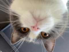 -猫儿山۰猫主题餐厅