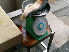 -三文彩虹鳟鱼庄