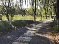 -大兴滨河森林公园