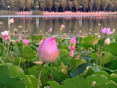 -莲花池公园