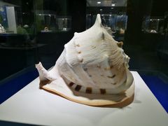 -贝壳王国博物馆
