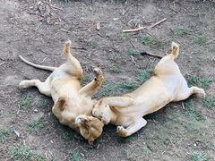 -泉州海丝野生动物世界