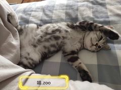 -喵zoo家庭繁育猫舍(尖东智能花园店)