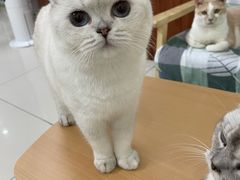 -鼓捣猫呢主题猫咖店