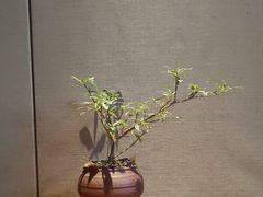 -王府茶楼茶宴·创意菜(朝阳公园店)