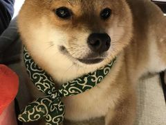 -逗柴咖啡屋·狗咖猫咖宠物桌游