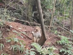-黔灵山公园