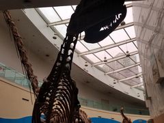 -陕西自然博物馆