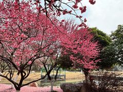 -武汉园博园(武汉自然博物馆)