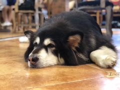 -more than meow吴止猫主题餐厅(承德 中船汇店)