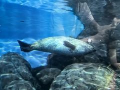 -上海海洋水族馆