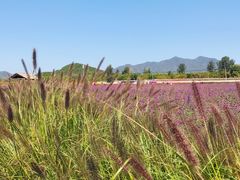 -北京东方普罗旺斯薰衣草庄园