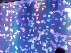 -海合安成都极地海洋公园