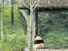 -中国大熊猫保护研究中心雅安碧峰峡基地