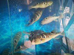 -肆月河豚·新淮扬(金融街店)