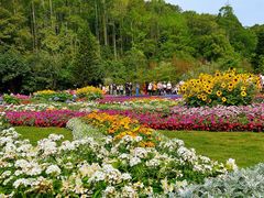 -深圳仙湖植物园