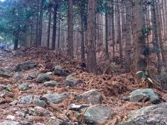 -四明山国家森林公园