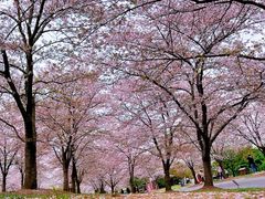 -上海辰山植物园