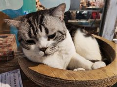 -小时光咖啡馆(开森度假森林店)
