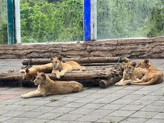 -贵州森林野生动物园