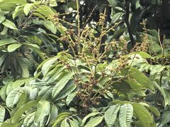 -东莞松山湖凯悦酒店
