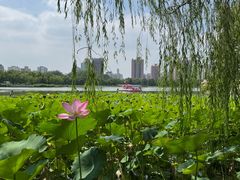 -莲花池公园