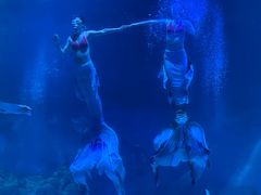 -烟台海昌鲸鲨海洋公园