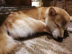 -more than meow吴止猫主题餐厅(承德 中船汇店)