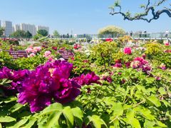 -曹州百花园