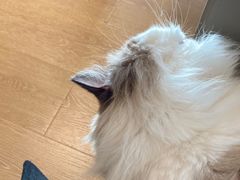 -猫腻·猫咖·撸猫馆(星光大道店)