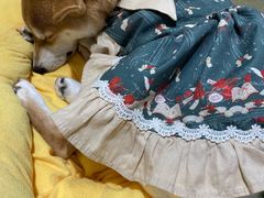 -逗柴咖啡屋·狗咖猫咖宠物桌游
