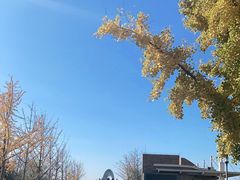 -大兴滨河森林公园