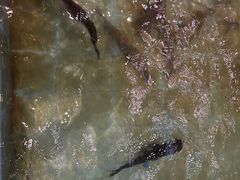 -醉美东江·三文鱼·烧鸡公