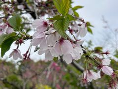 -南汇桃花村