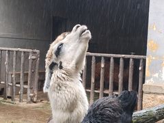 -昆明动物园
