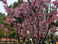 -新江湾城公园