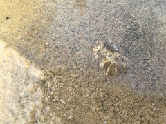 -日照海滨国家森林公园