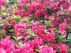 -南山植物园