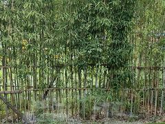 -虹之森·小馆