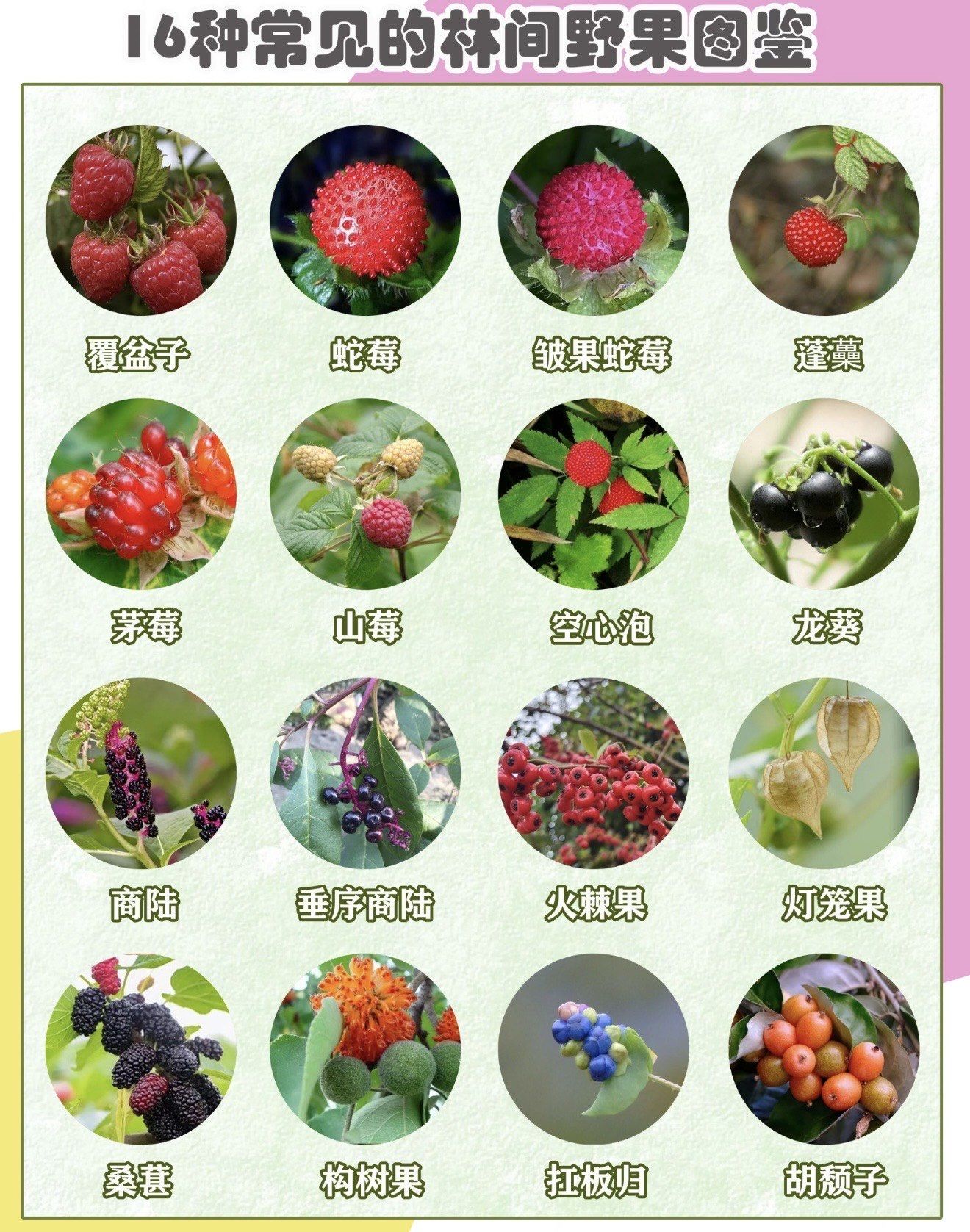 码住这份林间野果图鉴,你认识几个?
