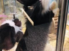 -momokira米努特·德文卷毛猫·棉花面纱犬