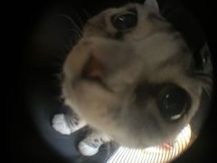 -乖乖宠物医院·猫科·急重症中心(车站北路分院)